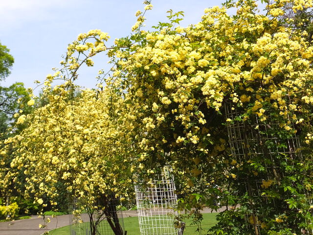 ���F�����b�R�E�o��_�A�����J�R����