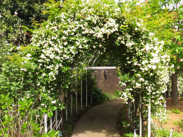 �������b�R�E�o���̃A�[�`_�A�����J�R����