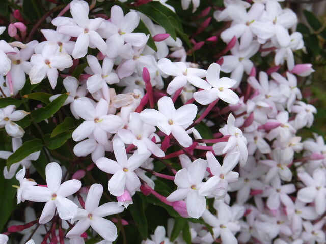 �W���X�~��_�A�����J�R����