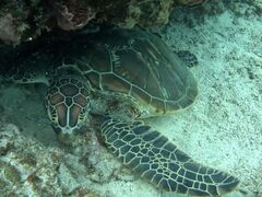 �Ί_���E�~�K���V���m�[�P���}�����V���b�vHAPPY�̎ʐ^1