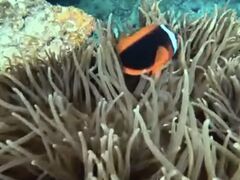 �Ί_���c�A�[�K�C�h�I�[���u���[�̎ʐ^4