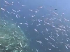 �Ί_���c�A�[�K�C�h�I�[���u���[�̎ʐ^5