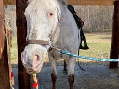 �\���|���V�������`�̎ʐ^1