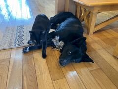 �\���|���V�������`�̎ʐ^2