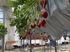 �͂��Ɣ_���̎ʐ^1