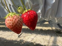 �͂��Ɣ_���̎ʐ^2