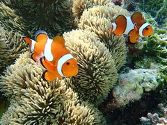 nico �{�Ó��̎ʐ^2