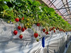 strawberry farm �ӂ����Ƃ̎ʐ^1