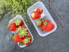 �������JA�킩��܋I�̗��������ό��_���ւ̓��e�ʐ^1