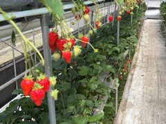 �Ђ̂��������̎ʐ^1