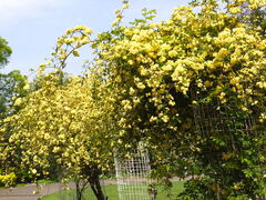 �j�R����񂳂�̃A�����J�R�����ւ̓��e�ʐ^1