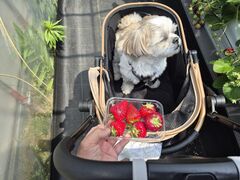 ���R�t�@�[���̎ʐ^1