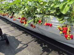 ���R�t�@�[���̎ʐ^2