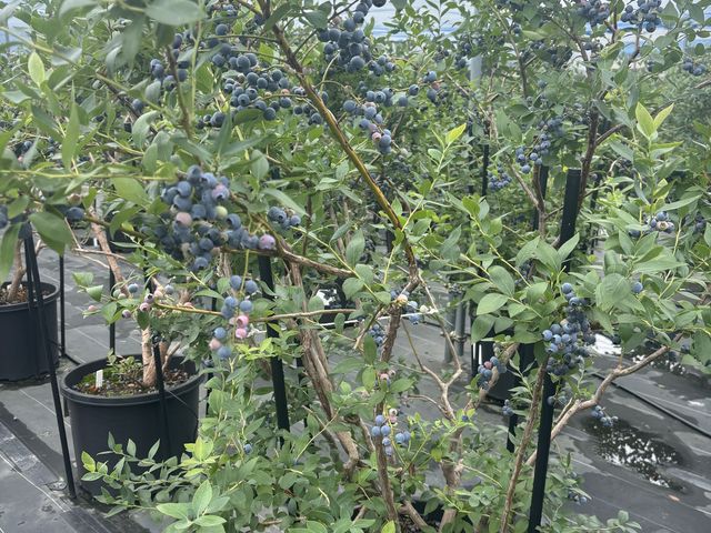 �u���[�x���[�̖�_AWA Blueberry�t�@�[��
