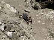 �E�b�L�[����̐����̓��e�ʐ^1