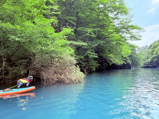 8/2�l���΃u���[������܂����B_�l����SUP �u���[�X�g���[��