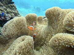 �{�Ó� ADVENTURE PiPi�̎ʐ^2