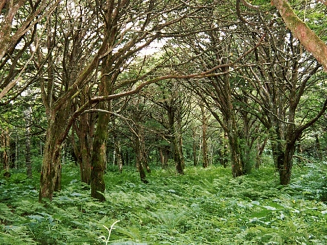 �t���Ђ̃A�J�G�]�}�c�V�R��_�t���Ђ̃A�J�G�]�}�c�V�R��