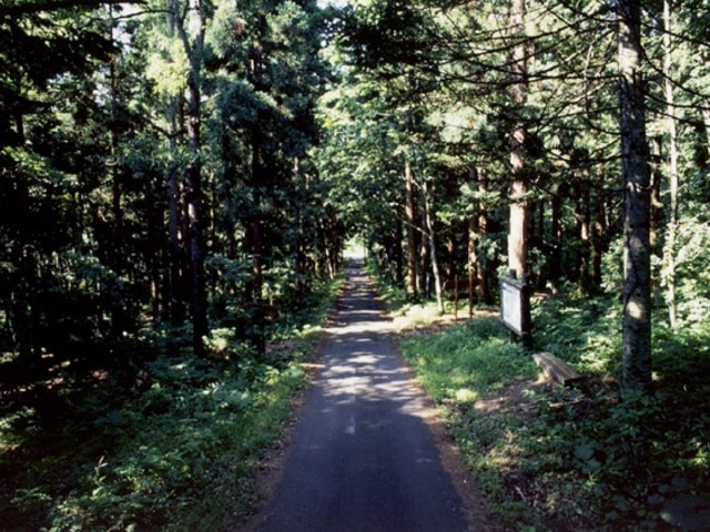 �~�R�������т̎ʐ^1