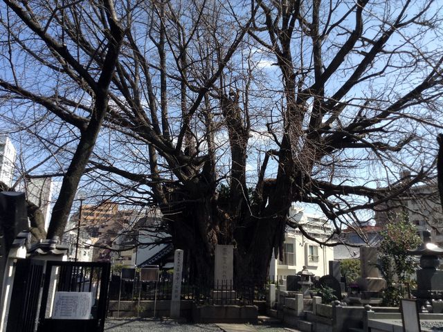 �P�����̃C�`���E