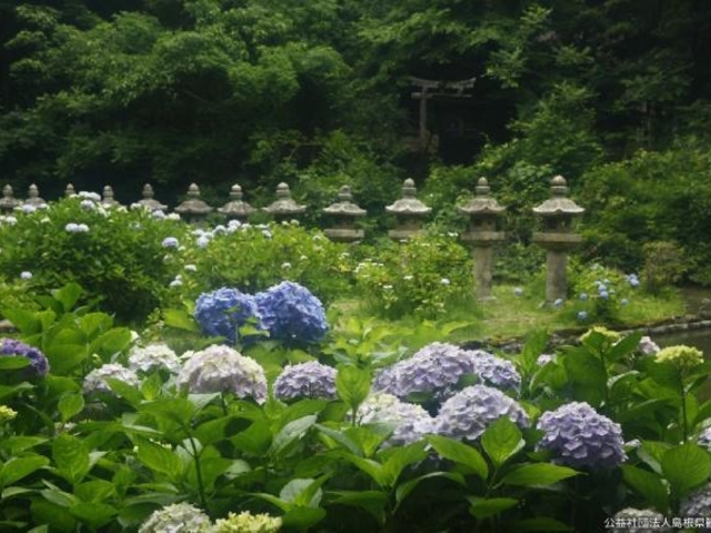 ���Ǝ��̃A�W�T�C�̎ʐ^1