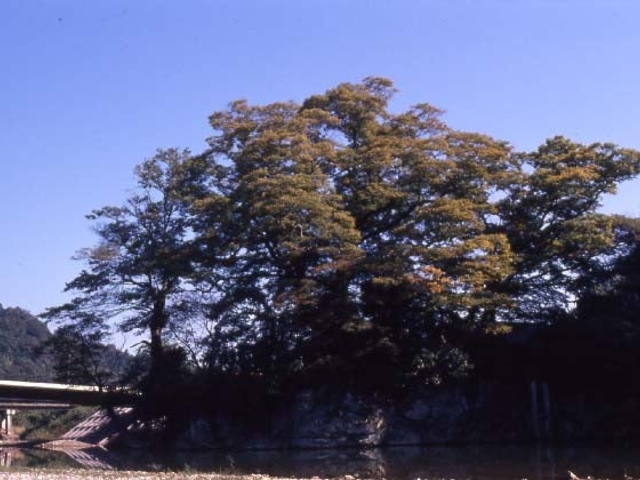 ���c���_��P���L�̎ʐ^1