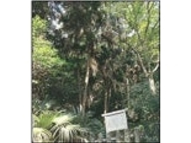 ���ˌ��̎����r���E���̎ʐ^1