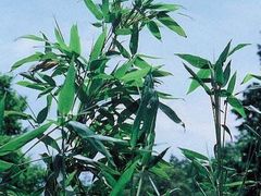 比婆山の陰陽竹の写真1