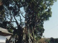 ��ӂ̑�N�X�̎ʐ^1