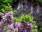 �Ǖ@�k�̓��̎ʐ^1