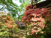 ���������̃c�c�W�̎ʐ^1