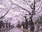 �R�쉀�̍��̎ʐ^1