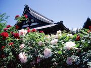 �������̃{�^���̎ʐ^1