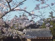 �T�������̍��̎ʐ^1