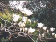 �C���Ղ̃n�N���N�����̎ʐ^1