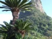 ���������̃\�e�c�����n�̎ʐ^1