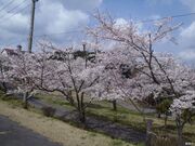 �������������x�{�n�̍��̎ʐ^1