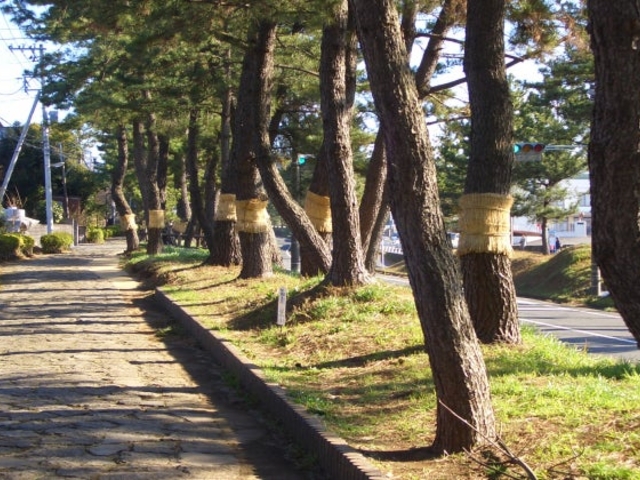 【箱根旧街道の松並木】アクセス・営業時間・料金情報 - じゃらんnet