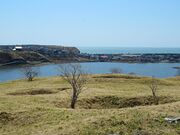 �j�Տt�̑�n�G���Q�̎ʐ^1