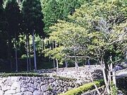 �V�����S�R�Ղ�����̗��̎ʐ^2