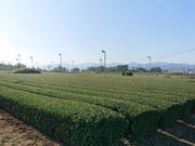 ���P���Õ��Q�̎ʐ^3