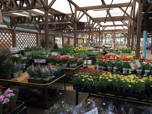 �g�L�����|�_���Ԗ؃Z���^�[