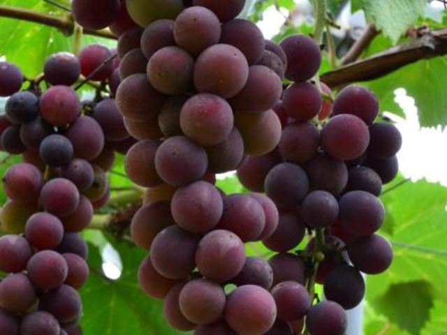 �z�K���ό��u�h�E���̎ʐ^1