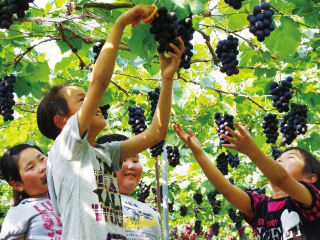 �Ԃǂ����_�����R��R�[�u�h�E���