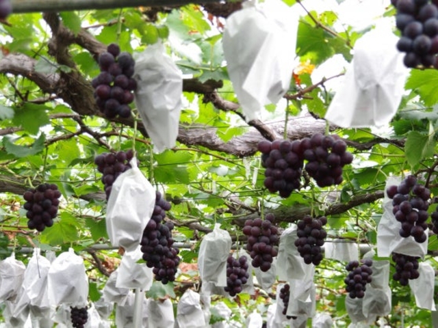 ������ό��u�h�E���̎ʐ^1