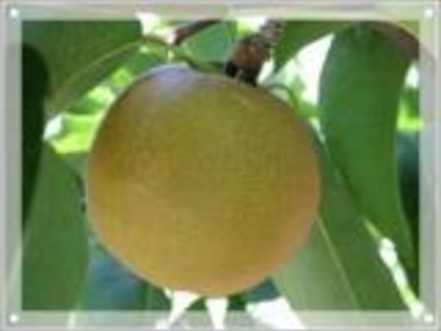 �퉪�ʎ����̎ʐ^1