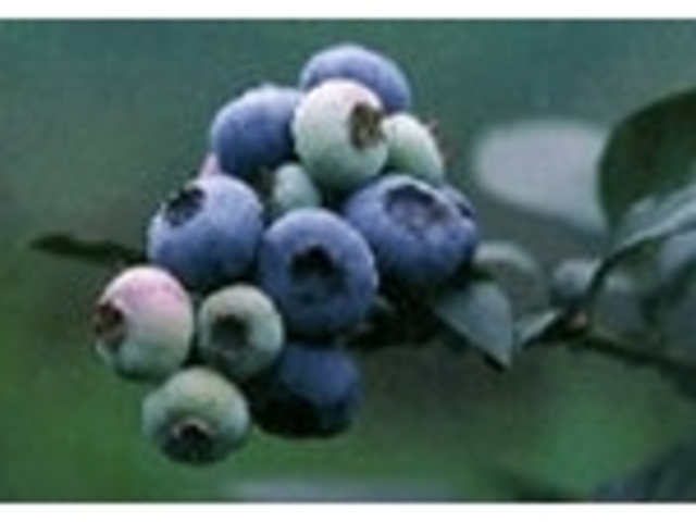 �ό��_���u���[�x���[�̋��̎ʐ^1