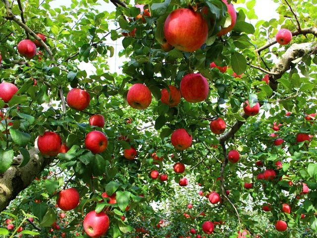 �ԗ������ό���񂲉�_�ԗ������ό���񂲁A�u���[�x���[��