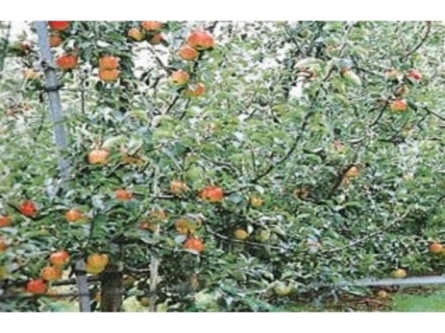 ������񂲑�_��������񂲑��^���