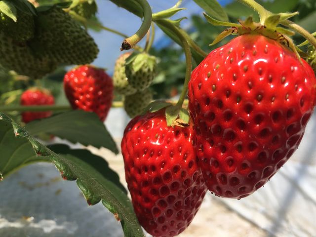 ���ɂƂ��Ƃ񂱂�������A���n��񂽂낤�������B12���`4�����{_���i�_��